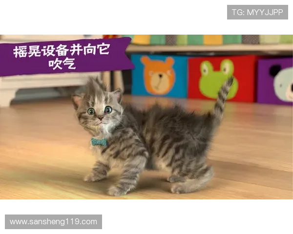 如何顺利完成博猫注册并享受丰富的游戏体验 如何顺利完成博猫注册并享受丰富的游戏体验